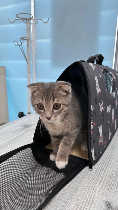 Вислоухий котенок