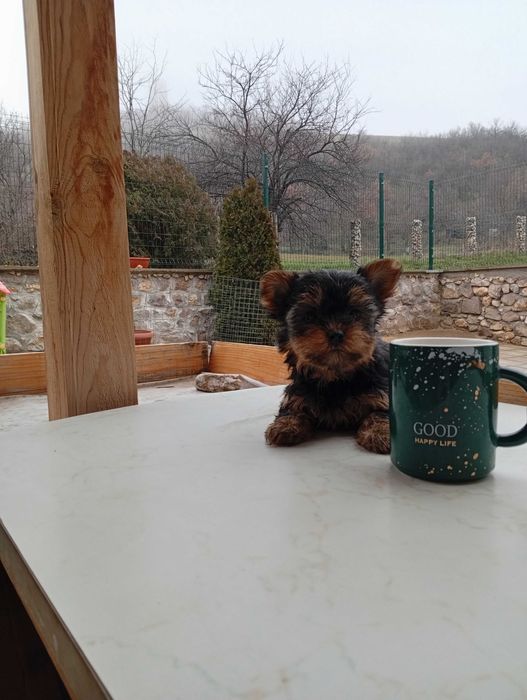 Продавам йоркширски териер