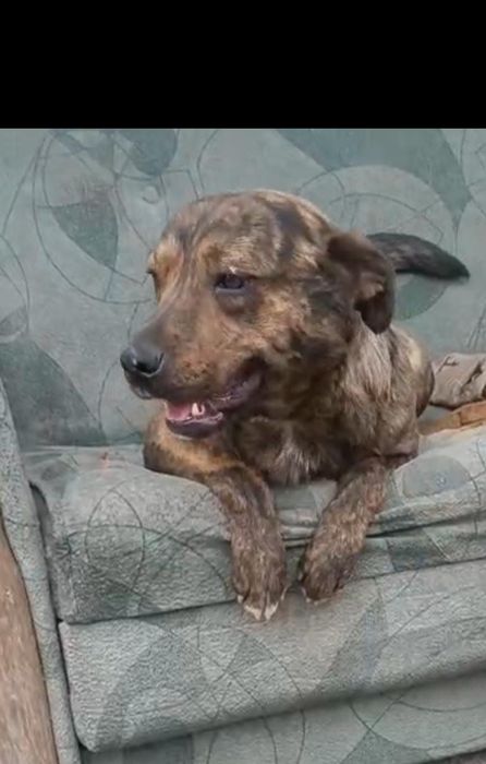 Стаффорд  помесь