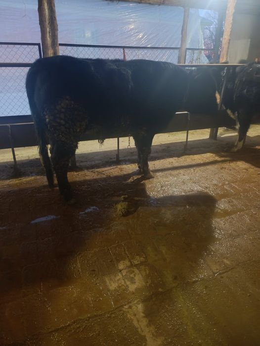 Тоқал бұкаларррр