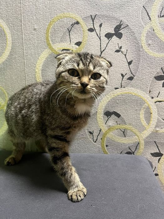 Кошка вислоухая.