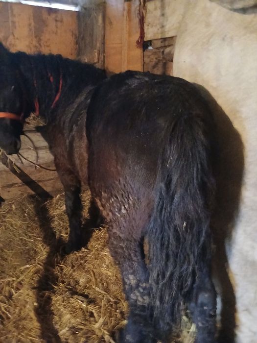 Vând mânz de 2 ani