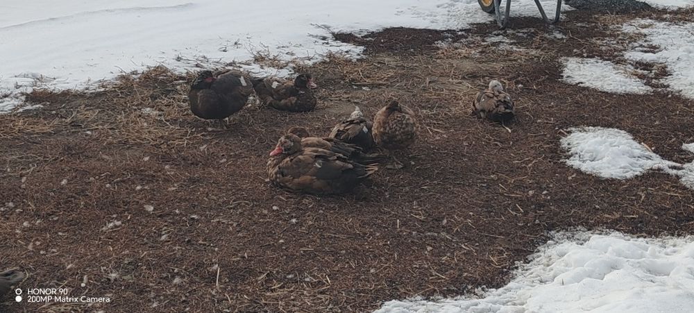 Продам домашних уток