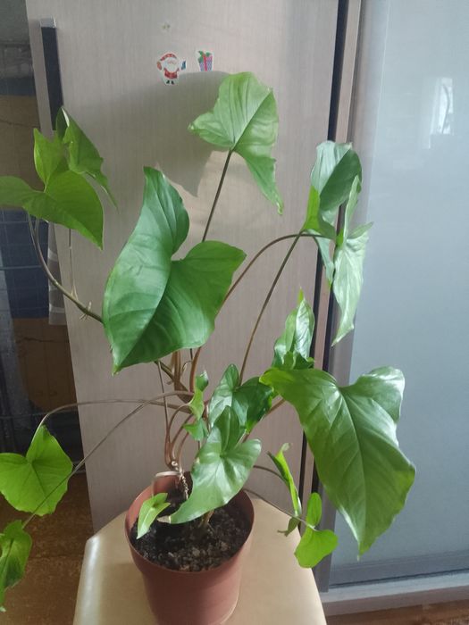 Продам комнатные цветы