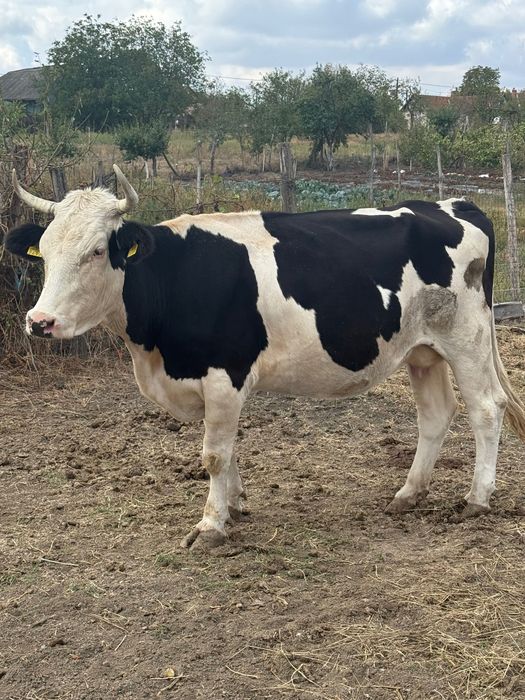 Vând vaca în vârstă de aproximativ șapte ani