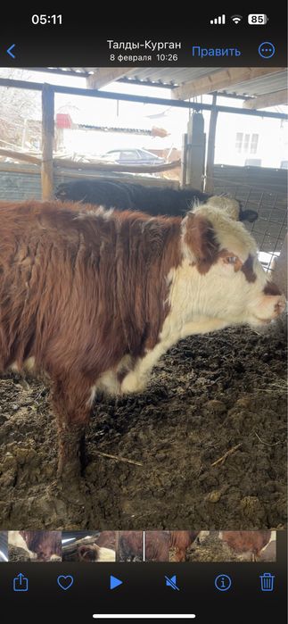 Ұрғашы тайынша 1,5 жас