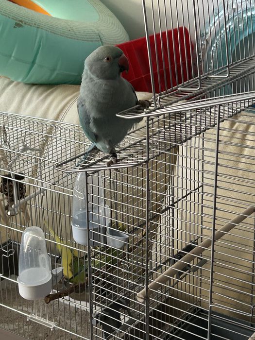 papagal micul alexandru