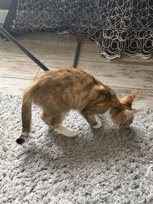 Котенок, 2-3 месяца