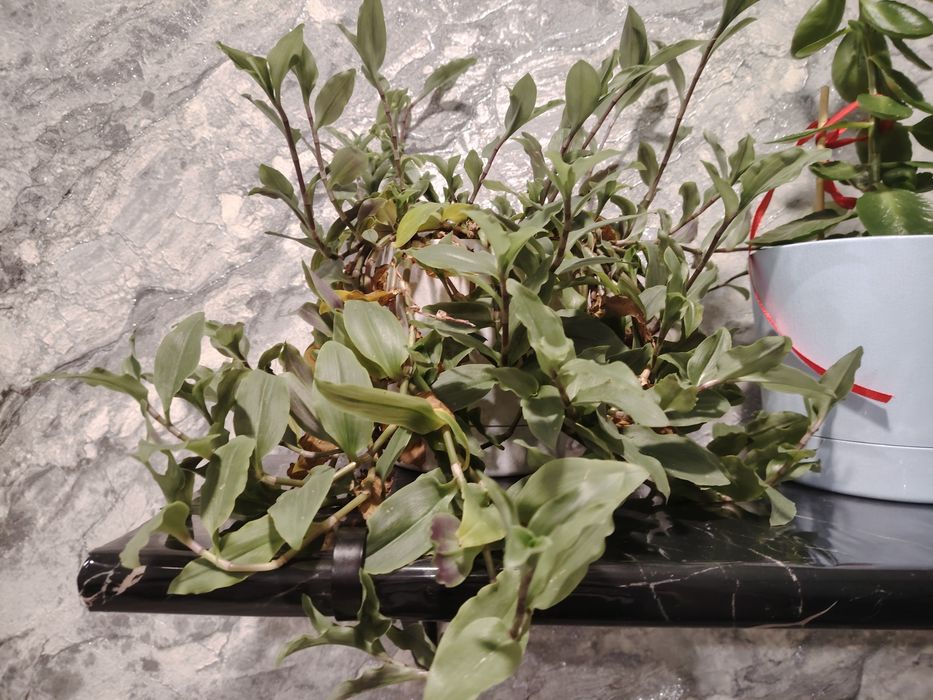 Продам Традесканцию