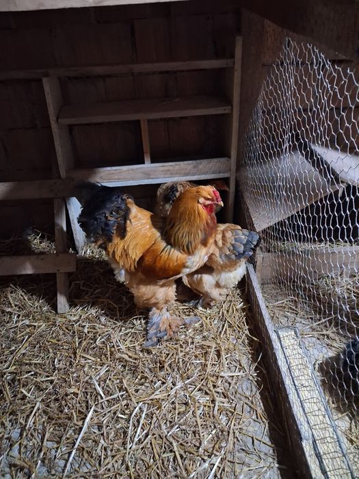 Vand oua incubatie brahma columbia /albastru