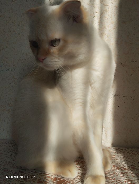 Scottish fold cat