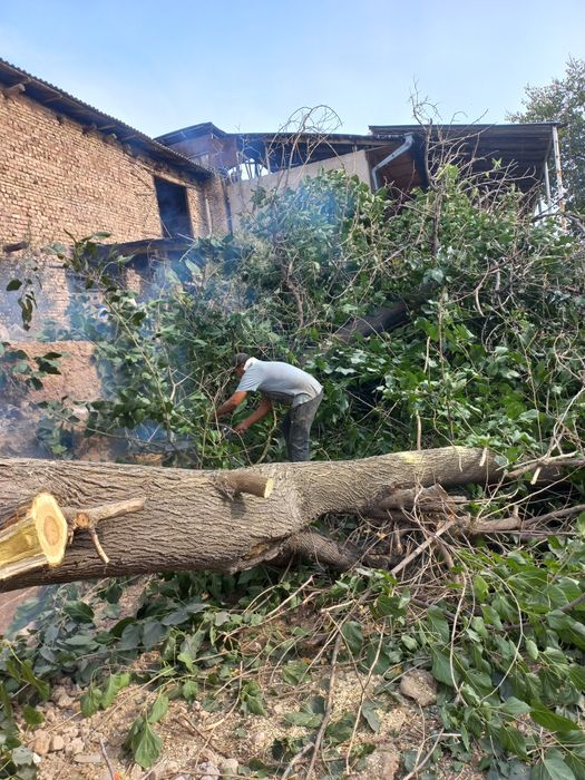 daraxt kesish xizmati