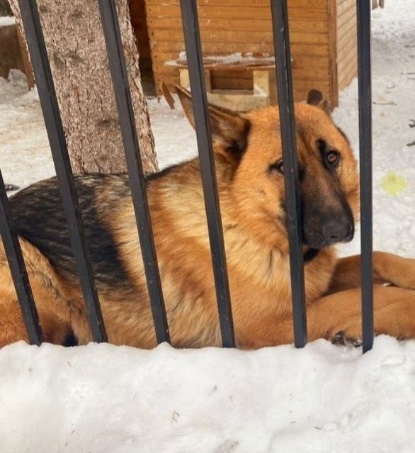 Немецкая овчарка