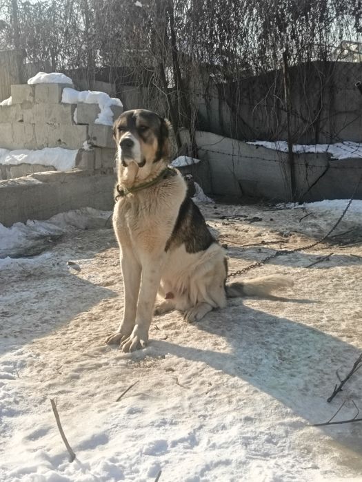 Күшик сатылады 1 жас 2 ай