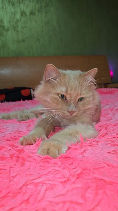 Adoptie motan pufos,superb si iubitor!