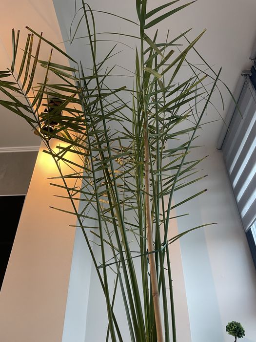 Plata ghiveci palmier curmal aclimatizat decorativ