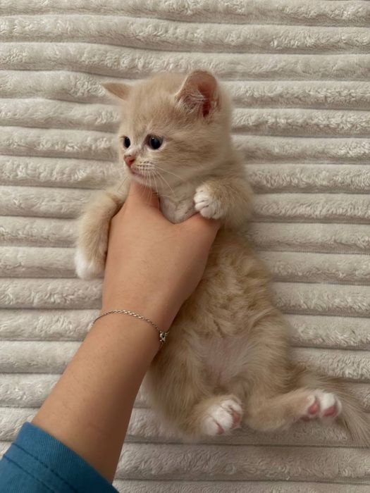 Продается котёнок
