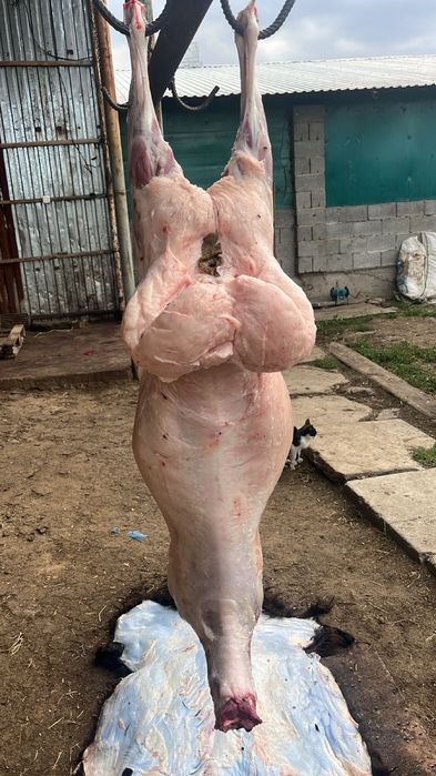 Қой сатылады. Продам баран семіз