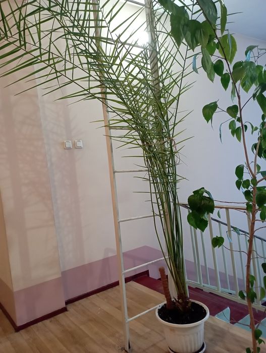 Продам пальму финиковую