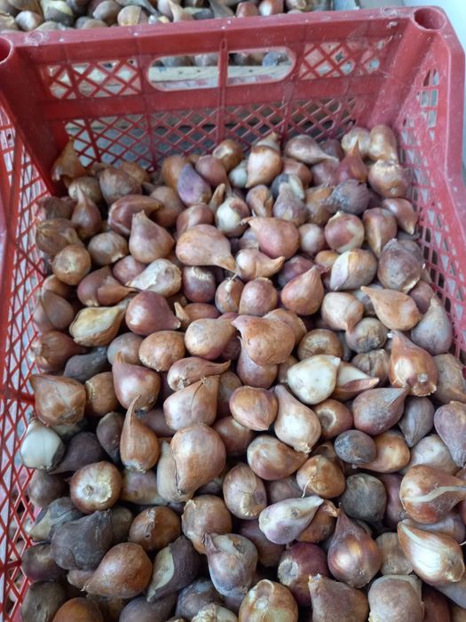 Лола пийози сотилади хозир экиладигон