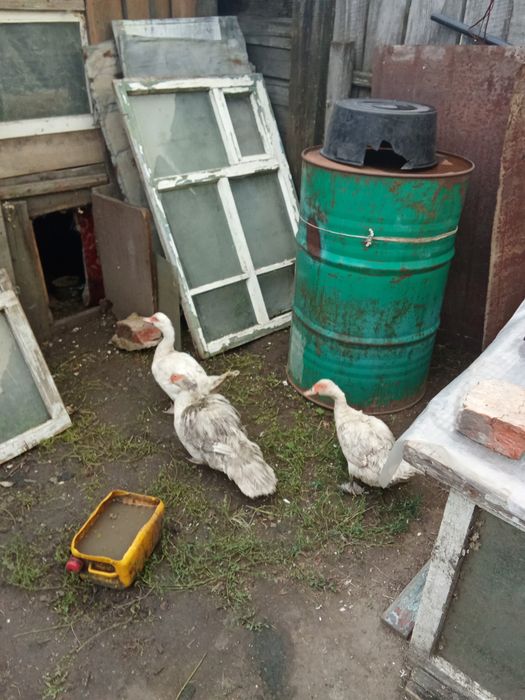 Продам индоуток в городе
