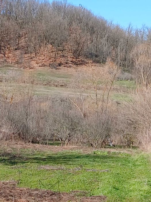 Teren Intravilan Casa 1600