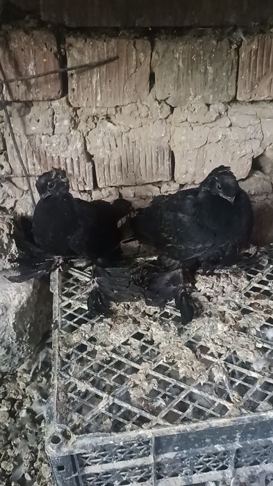 Голуби жуки пискуны