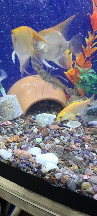 Аквариум,рыбки,криветки
