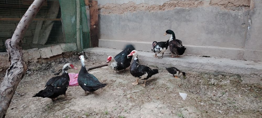 5 та Индоуткалар ва 2та Урдак сотилади