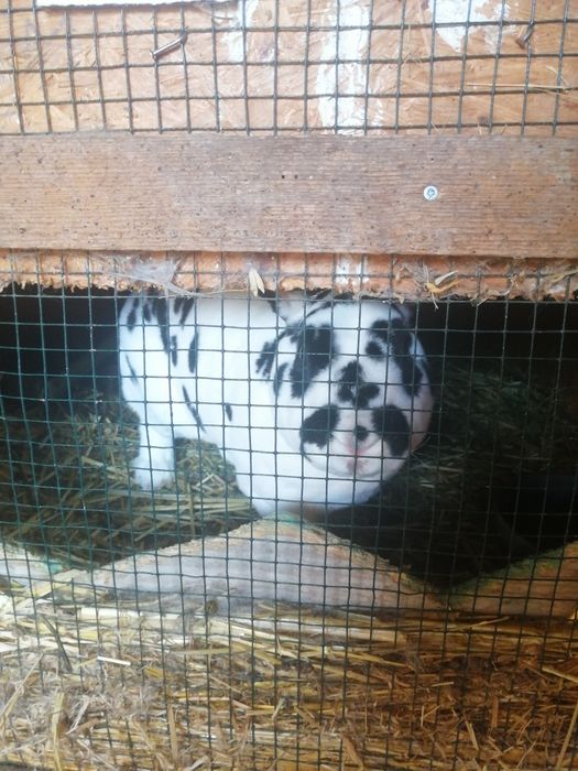 Iepurași Rex și cap de leu