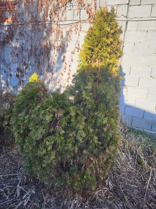Продам туя западная Смартгард