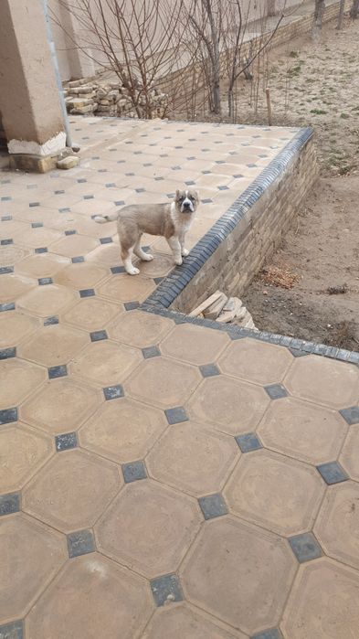 Зотдор кчук горонтия