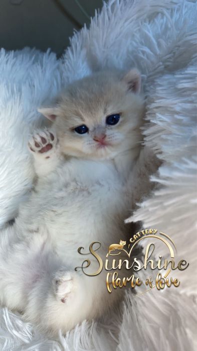 Британские золотые шиншиллы