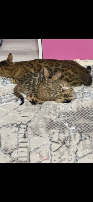 Чистокровные бенгалы котята звоните