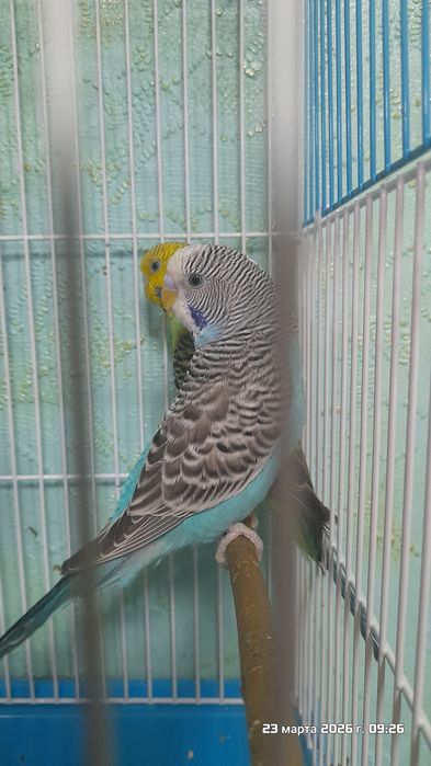 Попугаи волнистые