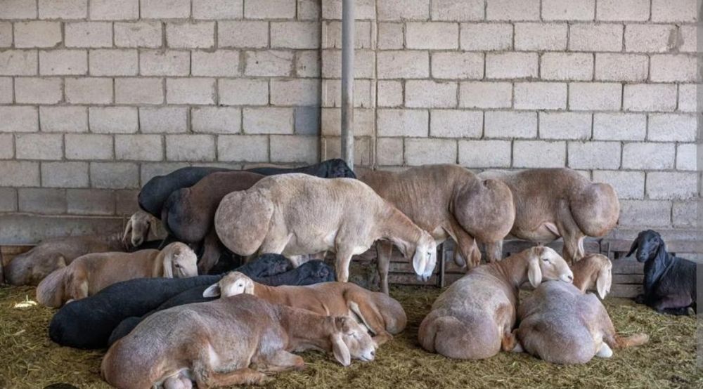 Прадаётся бараны