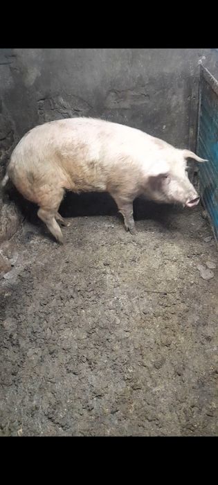 Кабан 7 месяцев продам