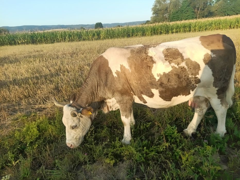 Vând vaca gestanta de 4 luni