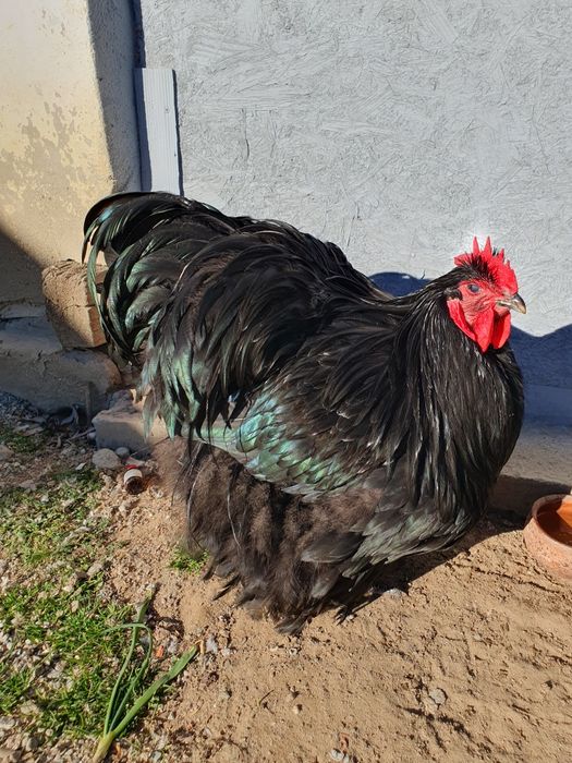 gaini orpington de vanzare