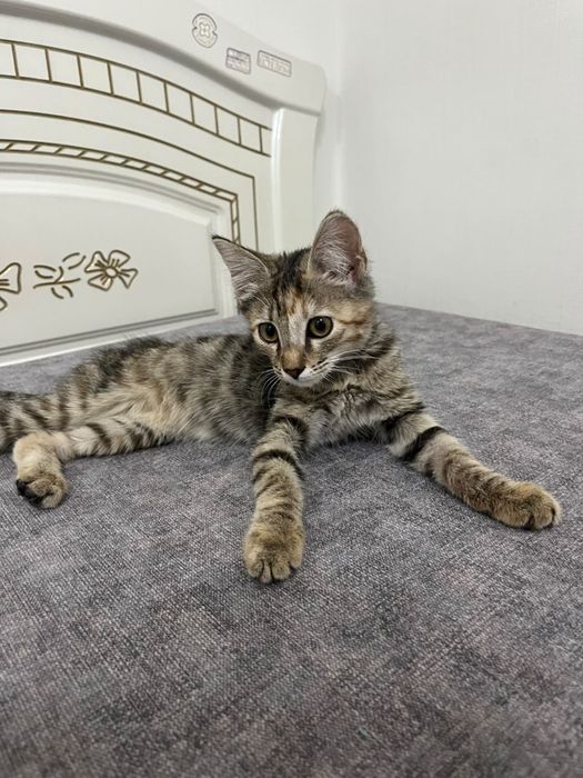 Отдам бесплатно котенка