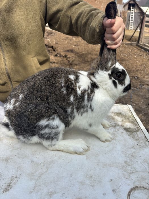 Vand iepure Fluture german