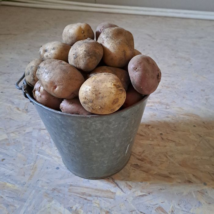 Продам домашний картофель