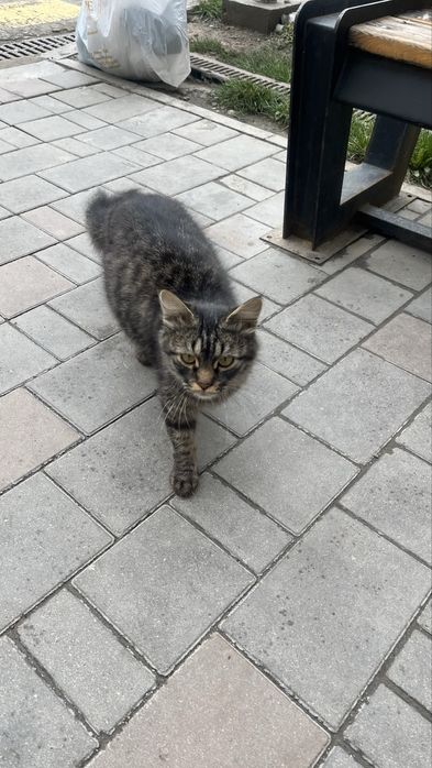 Кошечка  бездомная ищет семью