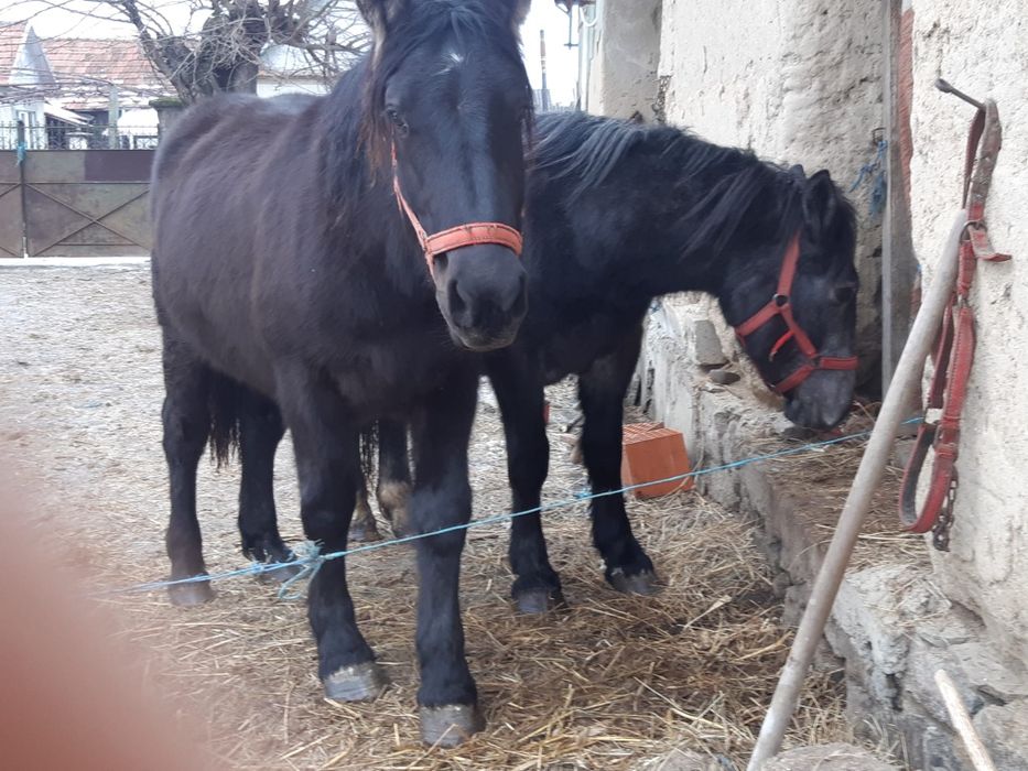 Vând mânză și mânz
