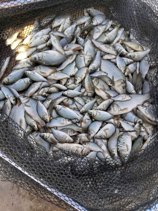 Продается малек Карповых видов