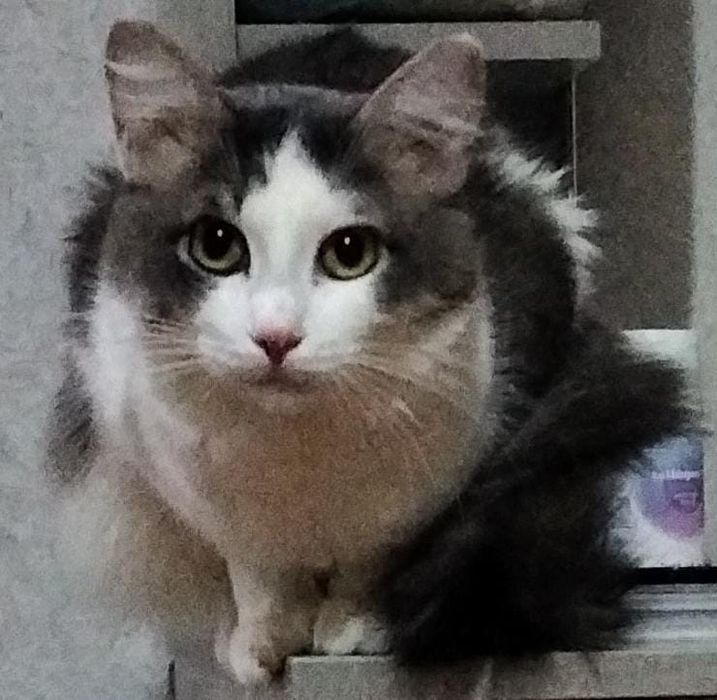 Котик Рекс, кастрирован.