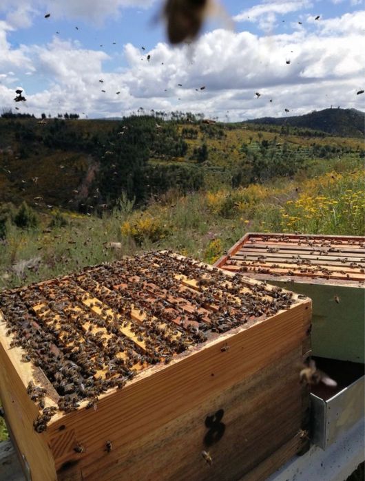 Miere naturală 100% BIO – direct de la producător, fară ados