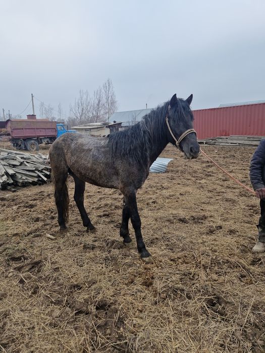 Айгыр жеребец донен лошадь