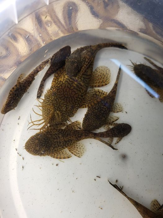 Vând peștii de acvariu