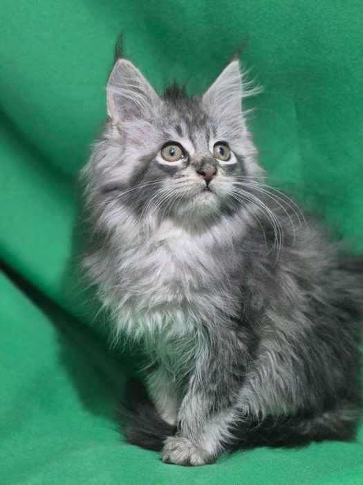 Котенок Мейн кун девочка чистокровная